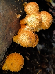 Pholiota