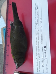 Icteria virens