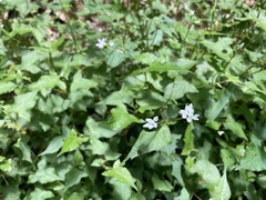 Persicaria biconvexa