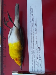 Icteria virens