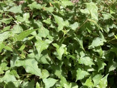 Persicaria biconvexa