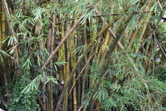 Bambusa vulgaris