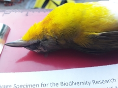 Icteria virens