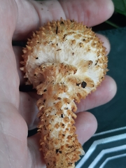 Pholiota