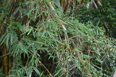 Bambusa vulgaris
