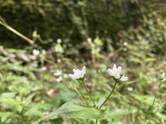 Persicaria biconvexa