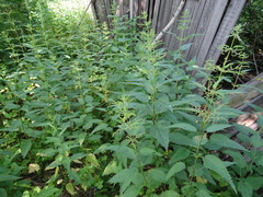 Urtica sondenii