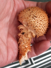 Pholiota