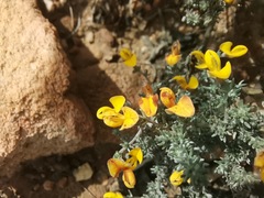 Aspalathus pedunculata