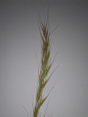 Festuca myuros