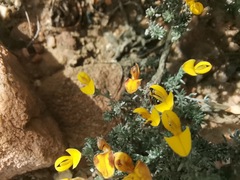 Aspalathus pedunculata