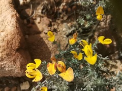 Aspalathus pedunculata