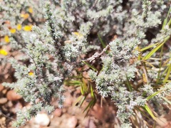 Aspalathus pedunculata