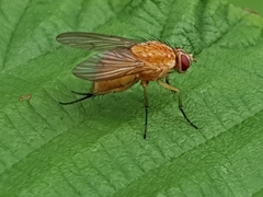 Phaonia pallida