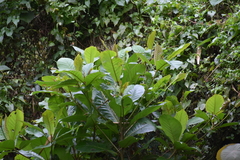 Terminalia catappa