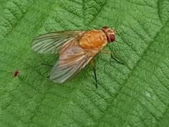 Phaonia pallida