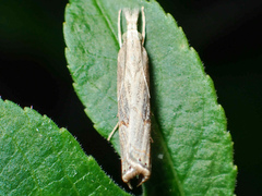 Parapediasia teterrellus