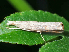 Parapediasia teterrellus