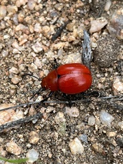 Leptinotarsa rubiginosa