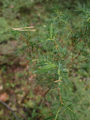 Oligotrophus juniperinus