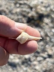 Sinistrofulgur pulleyi