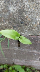 Asplenium scolopendrium scolopendrium