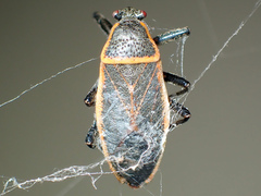 Largus succinctus