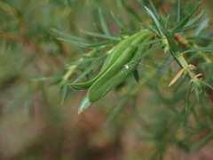 Oligotrophus juniperinus