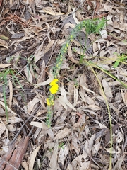 Hibbertia obtusifolia