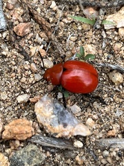 Leptinotarsa rubiginosa