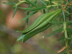 Oligotrophus juniperinus