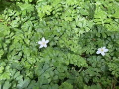 Ellisiophyllum pinnatum