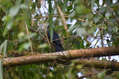 Eudynamys scolopaceus