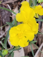 Hibbertia obtusifolia