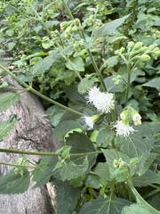 Ageratina altissima