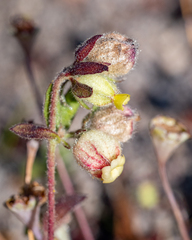 Hermannia hyssopifolia
