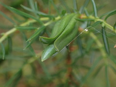 Oligotrophus juniperinus