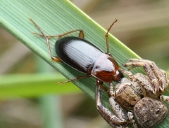 Calathus melanocephalus