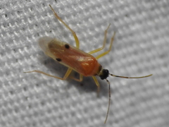Tupiocoris