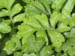 Ellisiophyllum pinnatum