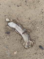 Elgaria multicarinata webbii