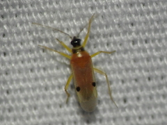 Tupiocoris
