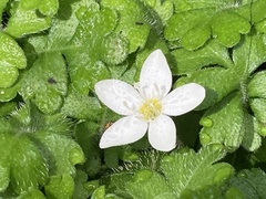 Ellisiophyllum pinnatum