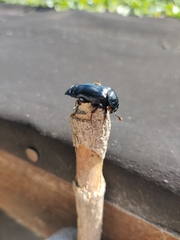 Nicrophorus humator