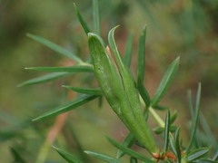 Oligotrophus juniperinus