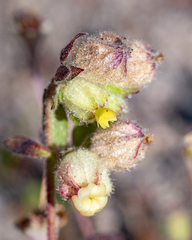 Hermannia hyssopifolia
