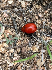 Leptinotarsa rubiginosa