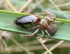 Calathus melanocephalus