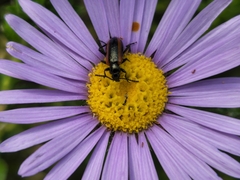 Neoeutrapela