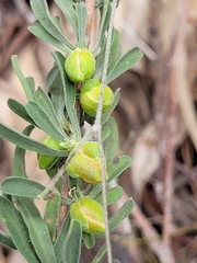 Hibbertia obtusifolia